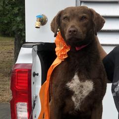 Boykin Spaniels and Chesapeake Bay Retrievers from Big Medicine Kennel