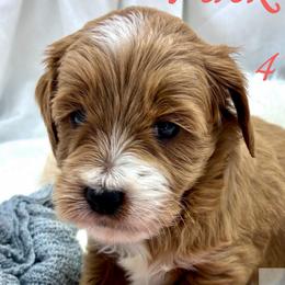 Pink Girl - Red  female Goldendoodle puppy in Travelers Rest, South Carolina from Bailey Mountain Doodles