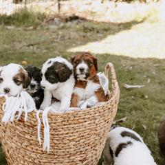 Saint Berdoodle Puppies from Darling St Berdoodles