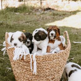 Saint Berdoodle Puppies from Darling St Berdoodles