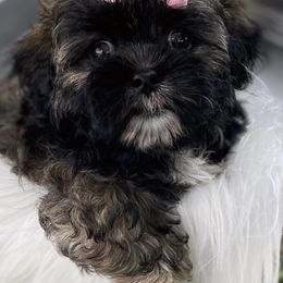 Shihpoos, Yorkipoos, and Yorkshire Terriers from Taylor’s Yorkshire