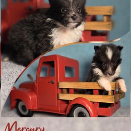 Mercury - Black and white female Shetland Sheepdog puppy in Lebanon, Tennessee from Henotic Homestead's Shetland Sheepdogs