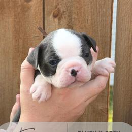 Eveee - Blue female Boston Terrier puppy in West Jefferson, Ohio from Kline Kennels