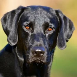 Labrador Retrievers from Blue Ridge Retrievers