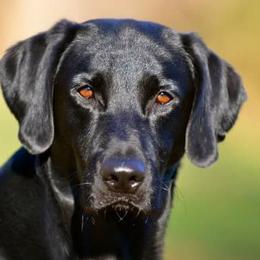 Labrador Retrievers from Blue Ridge Retrievers