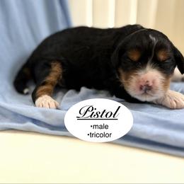 Pistol - Tri-color male Bernedoodle puppy in Jackson, Mississippi from T.M. Poodles & Doodles