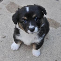 Harp - Black and tan female Pembroke Welsh Corgi puppy in North East, Maryland from Potato Patch