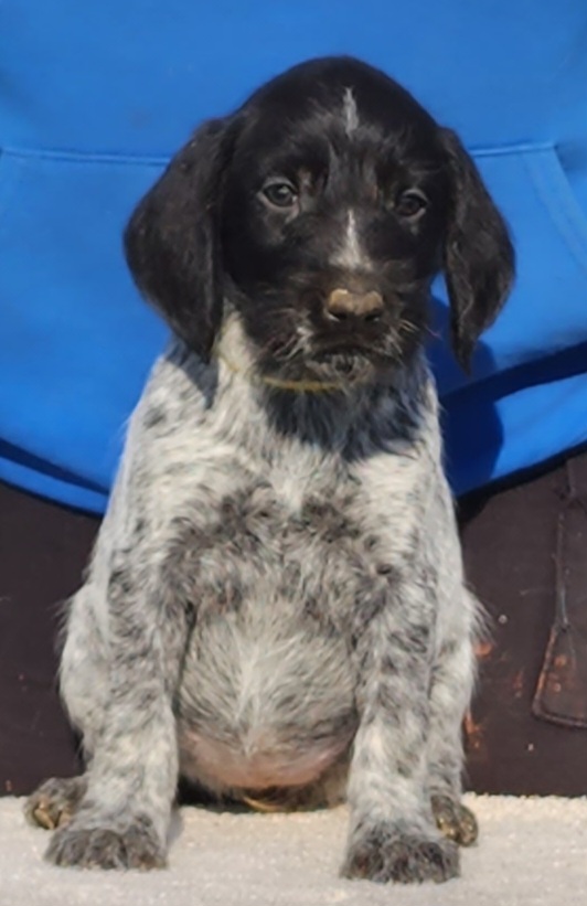 Arwen - Black and white German Wirehaired Pointer puppy in Wellston, Ohio from Blue Line GWPs