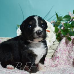 Bourbon - Black tri-color male Australian Shepherd puppy in Placerville, California from BFF Aussies