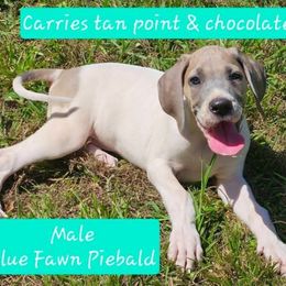 Gummy Bear - Blue and white male Great Dane puppy in Biscoe, North Carolina from Clouser's Bodacious Danes