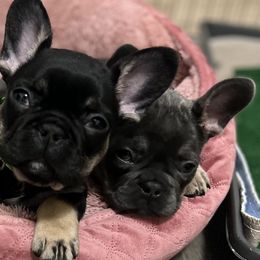 Girl 2 - Black and tan French Bulldog puppy in Texas from Hou Frenchised