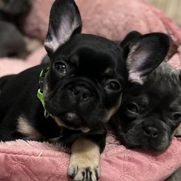 Girl 2 - Black and tan French Bulldog puppy in Texas from Hou Frenchised