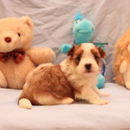 AKC Female 1 - Red female Havanese puppy in South Carolina from Premier Havanese Dogs