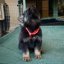 German Shepherd and White Shepherd Puppies from Scenic Creek German Shepherds