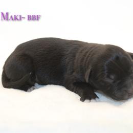 Maki - Black & white female Australian Shepherd puppy in Coldwater, Michigan from Northern Star Australian Shepherds