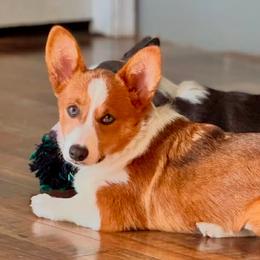 Hattie - Pembroke Welsh Corgi