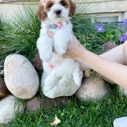 Bernedoodle and Cavapoo Puppies from Wonderful World Doodles