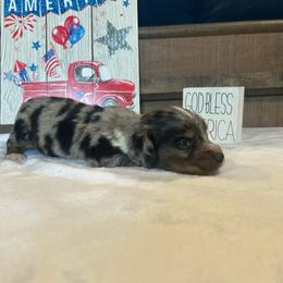 Dapple Boy - Dapple male Dachshund puppy in Stilwell, Oklahoma from Bidding Creek Dachshunds