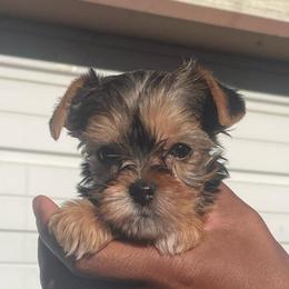 Sapphire (Teal collar) - Black and gold female Yorkshire Terrier puppy in Dearborn Heights, Michigan from Taste Of Flavor LLC