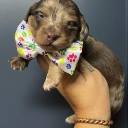 Chocolate dapple girl two - Dapple female Dachshund puppy in Payette, Idaho from NT Mini Doxies