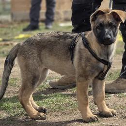 Brown Girl - Sable female German Shepherd puppy in Grantsville, Utah from Vom Haus Denfors K9 - Working German Shepherds