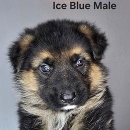Ice Blue - Black and tan male German Shepherd puppy in Tony, Wisconsin from Muddy Acres German Shepherds