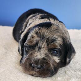 Omar - Merle male Cockapoo puppy in Louisburg, North Carolina from Raven Oak's Mini Cockapoos and Mini Dachshunds