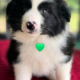 Sweetest male - Black and white male Border Collie puppy in Live Oak, Florida from K&R RANCH KENNELS