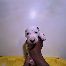 Boy 3 - White and black Dalmatian puppy in Virginia from Andersons Toy Box LLC
