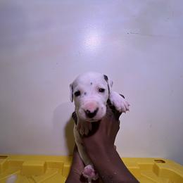 Boy 3 - White and black Dalmatian puppy in Virginia from Andersons Toy Box LLC