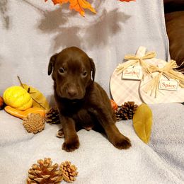 Dilute Retriever and Labrador Retriever Puppies from Clear Creek Kennels
