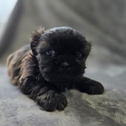 Apollo - Chocolate and tan male Shih Tzu puppy in Ronda, North Carolina from Willow River