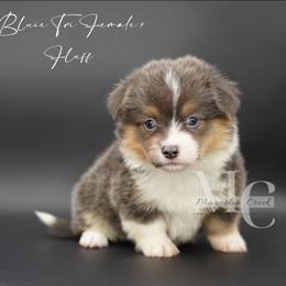 Periwinkle (BTF 1) Fluffy - Tail - Blue female Pembroke Welsh Corgi puppy in Straughn, Alabama from Magnolia Creek Corgis