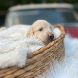 Emmett - Cream male Dachshund puppy in Colbert, Georgia from Southern Drawl Dachshunds