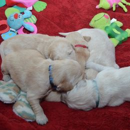 Golden Retriever Puppies from Golden Retriever Street