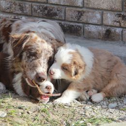 Australian Shepherd Puppies from Big Sky Aussies