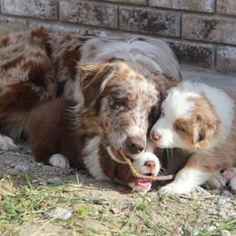 Australian Shepherd Puppies from Big Sky Aussies