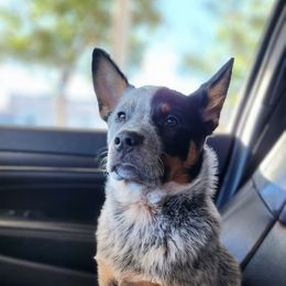 Australian Cattle Dog Puppies from RedHorizon AKC Australian Cattle Dogs (Heelers)