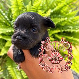 Heath - Black male Miniature Schnauzer puppy in Dorr, Michigan from Enchanted Paws