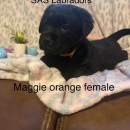 Girl 2 - Black female Labrador Retriever puppy in Wittmann, Arizona from AM Labradors