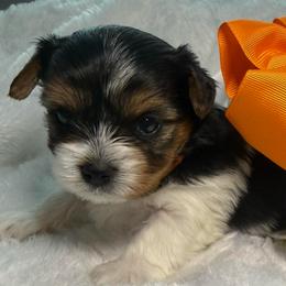 Penny - Black tan and white female Biewer Terrier puppy in Concord, California from Puppy Boutique