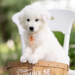 Enzo - White male Maremma Sheepdog puppy in Conway, Missouri from 2J 2K Border Collies | Maremma Sheepdogs
