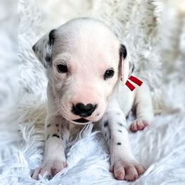 Bagheera - White and liver brown male Dalmatian puppy in Gray, Georgia from Fuller Spots