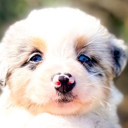 Australian Shepherds from Brilliant Beautiful Australian Shepherds