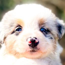 Australian Shepherds from Brilliant Beautiful Australian Shepherds