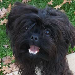 JJ - Russian Tsvetnaya Bolonka