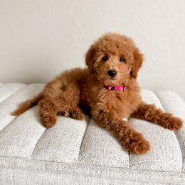 Toffee - Red  female Goldendoodle puppy in Billings, Montana from Montana Raised Doodles
