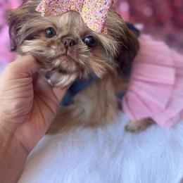 AKC Princess Capri - Liver female Shih Tzu puppy in West Hollywood, California from LUXURY PAWS