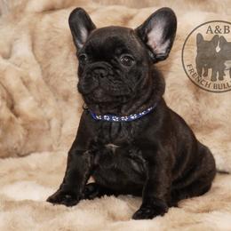 Boy 2 - Brindle male French Bulldog puppy in Schaumburg, Illinois from A & B French Bulldogs