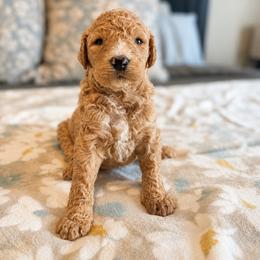 Carson - Apricot male Goldendoodle puppy in Sanford, Florida from Florida Coast Golden Doodles